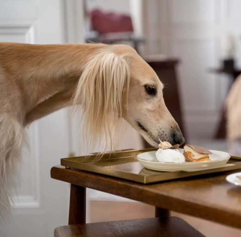 Czy inflacja zagląda do misek naszych pupili? PAYBACK bada preferencje zakupowe opiekunów zwierząt w dobie rosnących cen.
